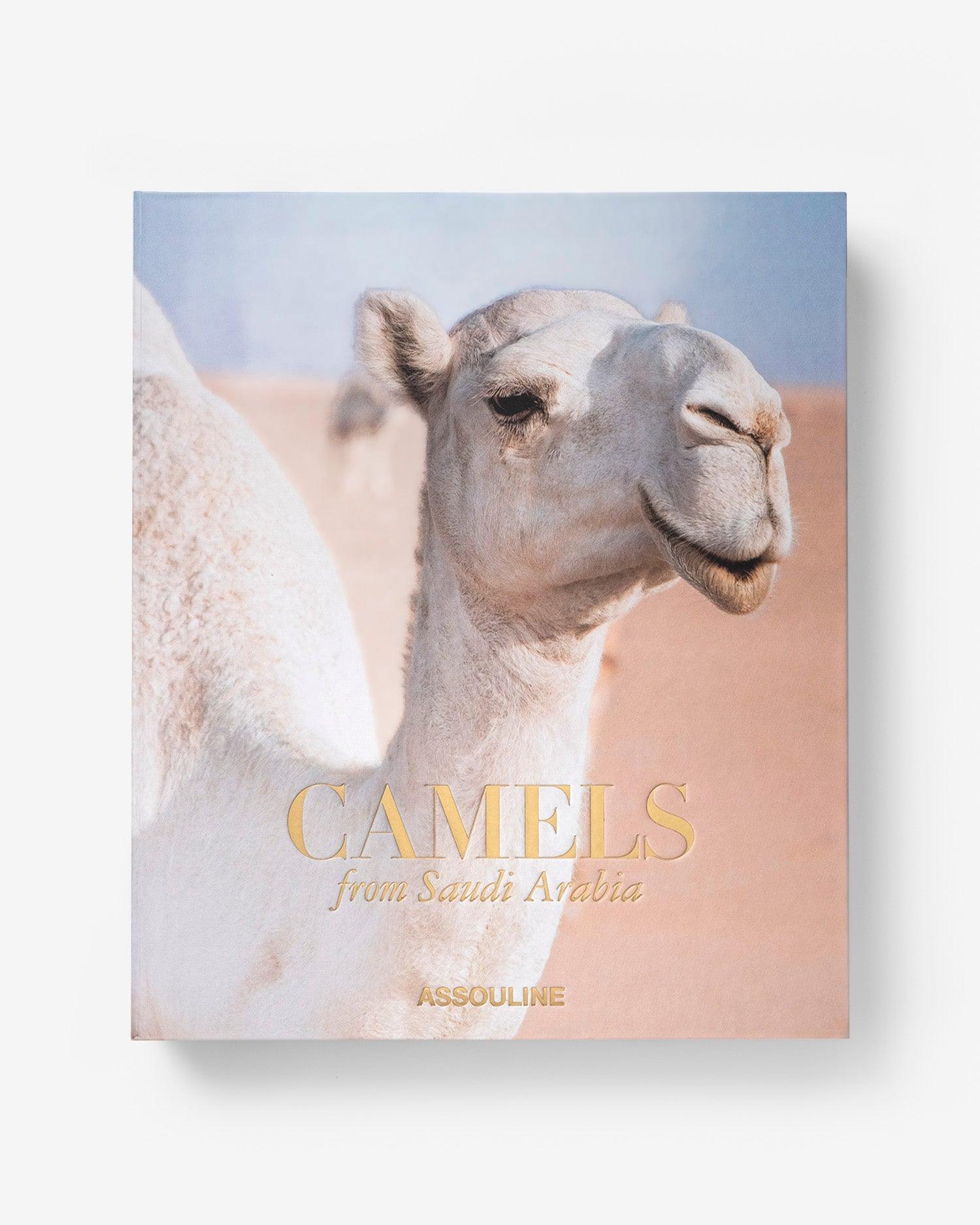 Camels from Saudi Arabia