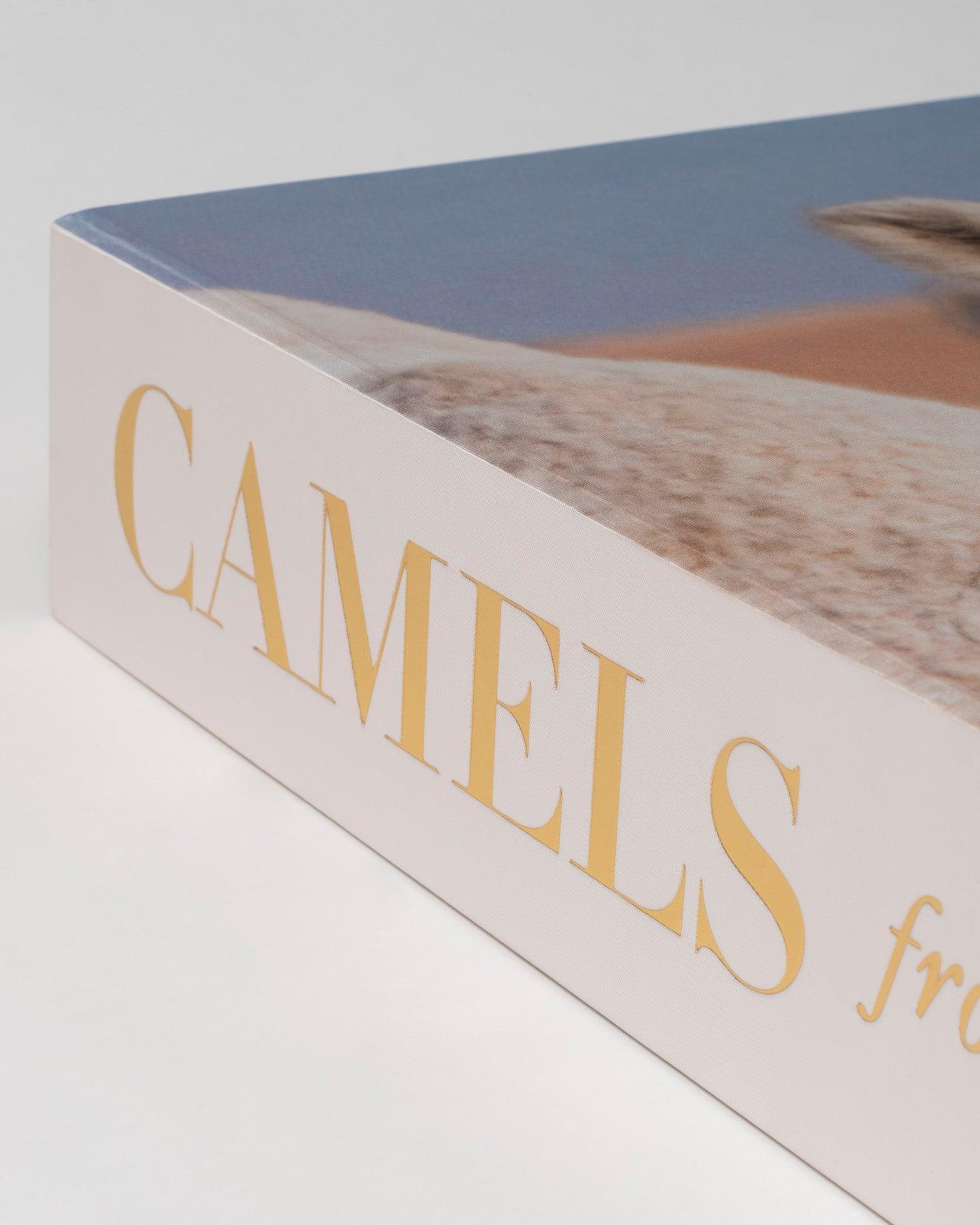 Camels from Saudi Arabia